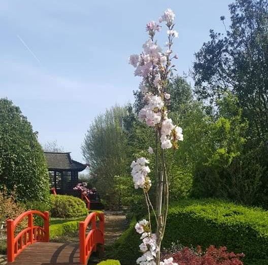 Iris Checkett's Japanese theme garden in Courtown has officially closed for good.